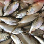 Những loại cá béo tốt cho chức năng thận – Tin tức trong ngày