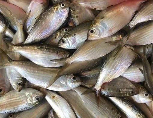 Những loại cá béo tốt cho chức năng thận – Tin tức trong ngày