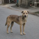 Bé gái 4 tuổi ở Đồng Tháp tử vong vì bệnh dại